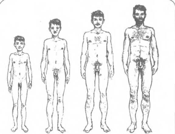 A pénisz mérete életkortól függően